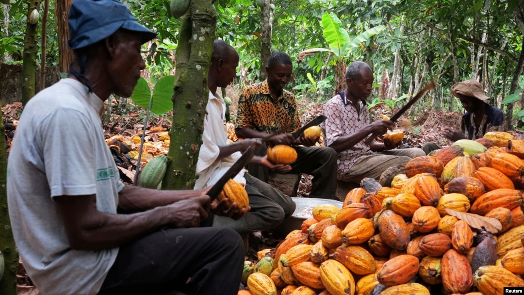 Minority Caucus calls for urgent support to save Ghana's cocoa industry