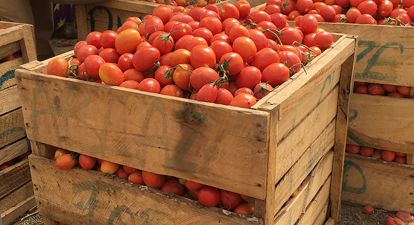 Burkina Faso lifts ban on tomato exports