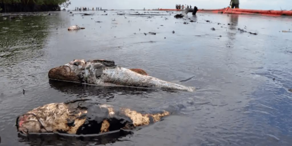 FDA, Police probe dead fish at Tema Shipyard; residents advised to stay away