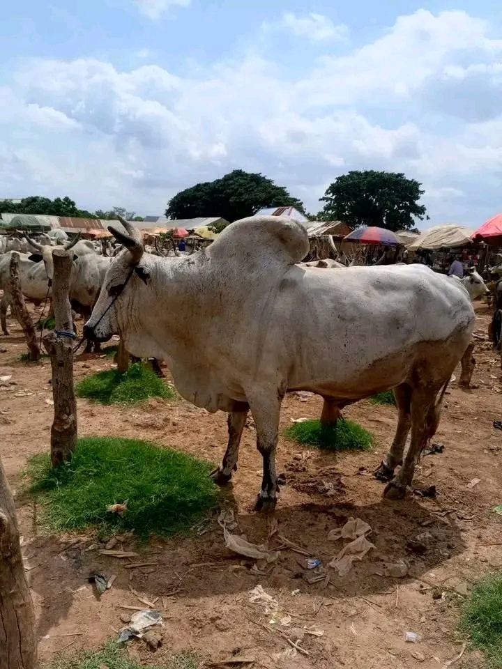 One dead, another in critical condition after a cutlass clash between Fulani herdsmen