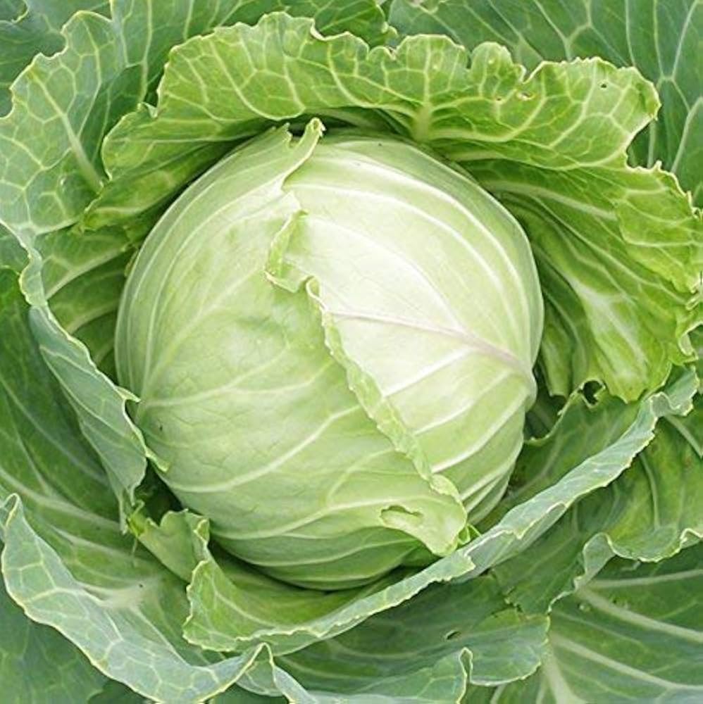 Study finds unsafe pesticide levels in cabbage and okra