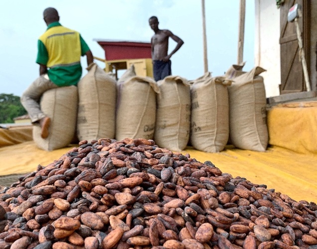 COCOBOD releases GH¢2.6bn to LBCs to clear cocoa farmer payments