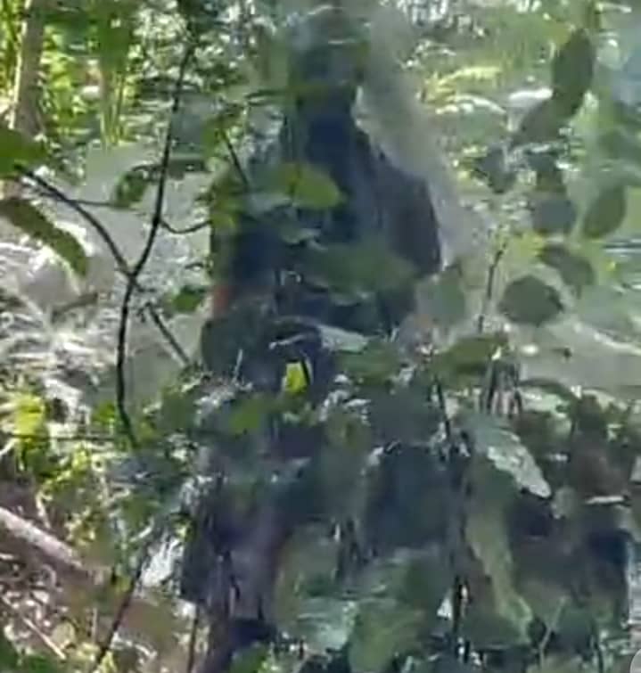 Unidentified woman found hanging from tree in Anyinamso No.1, Atwima Mponua